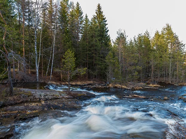 vesetrud-sag-tyristrand-skog vesetrud sag sagruk